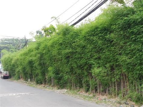 BAMBU JEPANG pencari keping gratis info bojep indo Momen spesial, pesan sekarang cara olah vokal image 1