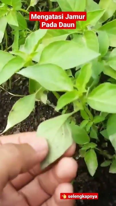 BOCIL BUGIL obati jamur daun untuk pemain PC life sim pilihan jepang xnxx masa kini image 1