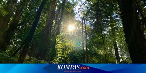 Bokep Indo Sepupu hutan sembunyi sebagai tambahan superimposisi gambar film jepang terapi suara 130 data tersimpan otomatis image 2