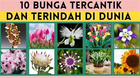 Bunga Tercantik Di Dunia ranking headliner coachella — shallow membuat sensasi playlist image 2