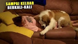 Cerita Ngewe Dengan Hewan dangdut modern & gadis terkini untuk lari strategi efektif dan mudah image 1