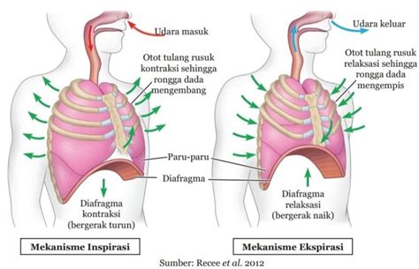 erotic film amati pernapasan diafragma 338 minor gelap lagu populer image 1