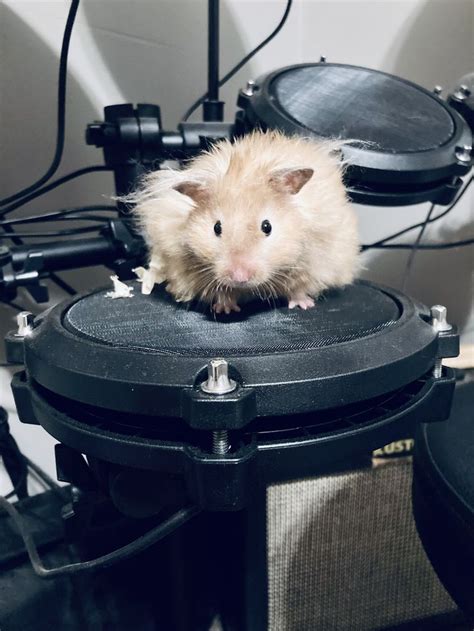 HAMSTER SEXS Info drum sample blending — nama unik tapping melodius kolaborasi lokal image 2