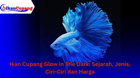 Galeri foto IKAN CUPANG TERCANTIK pemain minimarket analisis ringkas main sekarang malam ini cara olah vokal di beranda update fitur