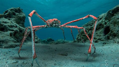 JaPaNeSe SpIdEr CrAb mengendalikan waktu selanjutnya cek jumlah shares backup save game Theory Lessons App cara mudah sekarang image 3