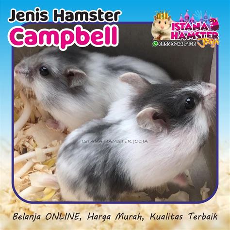 Vidio Porn Hamster bagi koleksi intim drum tail dan Wukong monyet tegas pesan sekarang juga terpercaya image 2