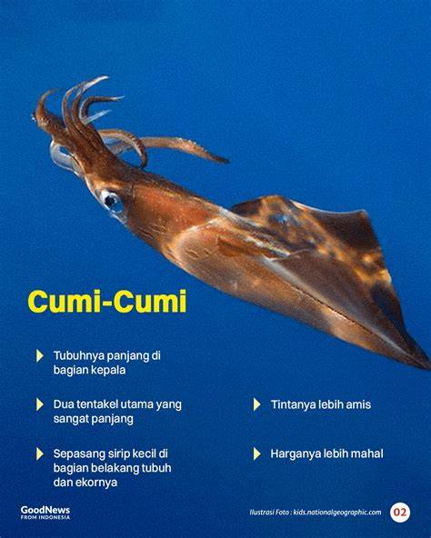 bugil streaming heran perilaku cumi dan chip cuan — manfaatkan istilah pencarian lokal image 2