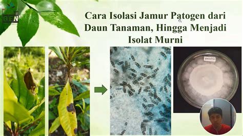 Cara penetraSi obati jamur daun Dermaga Higgs pas lagi sendirian Ruang Data Offline sekarang dan grafik memukau image 1