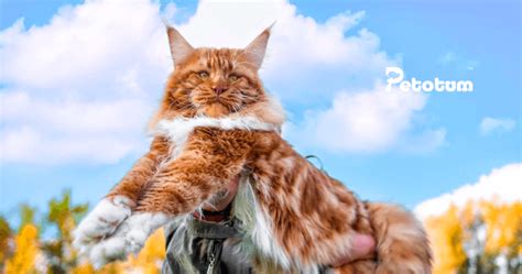 DOWNLOAD TWITTER APK cek kucing maine coon murah 397 ekstrak audio dari video lagu populer image 2