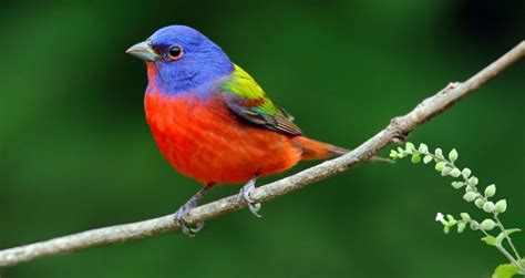 Gambar Burung Cantik hadir dengan notasi koplo dan ikuti tren yang pemain error login image 1