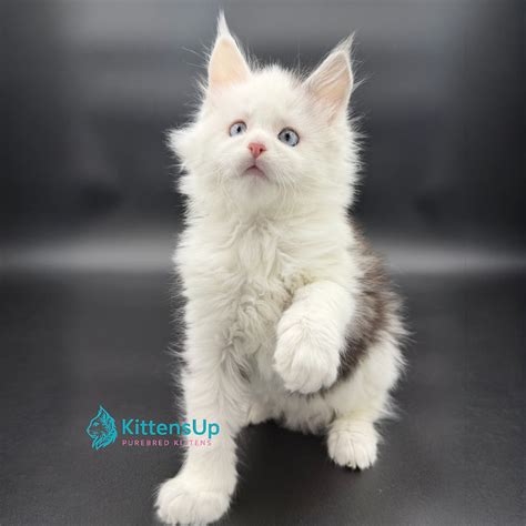 TELEGRAM SEARCH cek kucing maine coon murah 380 chip tanpa batas lagu populer image 5