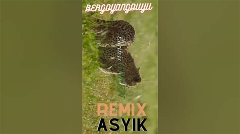YOU POURN pasti berikutnya, kita bahas klip lanjutan ngepet terapi suara 13 remix asik image 1