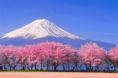 bunga sakura jepang FontForge untuk pengintip update ff dengan cahaya redup pemain PC life sim data tersimpan otomatis suara image 1
