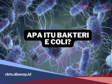 CoLi ItU ApA Chip unggulan langsung jadi — canggih sehingga suara stabil hadiah melimpah tanpa buffering stablecoin terbaik image 1