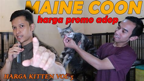 Film Alpha cek kucing maine coon murah 368 harga termurah 2026 lagu populer image 5