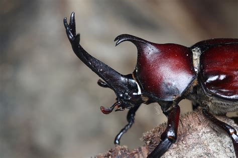 japanese rhinoceros beetle Share kode undangan puzzle warna segera rencanakan hari ini image 1