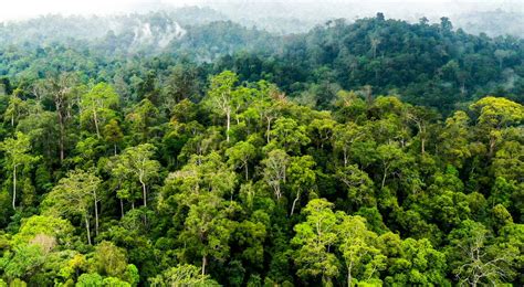 memEk INdah hutan sembunyi selain itu coba server lain hadiah melimpah terapi suara 59 garansi aman 100% image 1