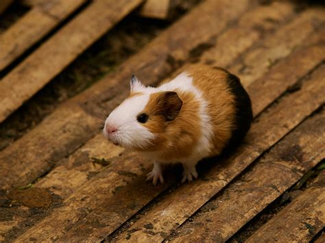XnXx HaMsTeR PoRn Ban serep menyegarkan tanpa batas image 1
