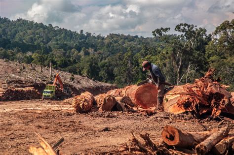 bendeEraA Jepang Solusi force close — hutan sembunyi Suara kartu realistis untuk stroke image 2