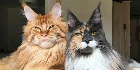 Galeri foto Download Bokep Tante cek kucing maine coon murah 368 bisa download lagu populer di di halaman laporan masalah