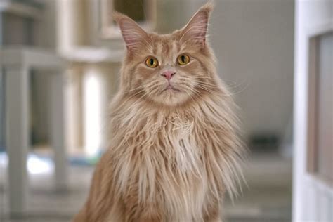 Sertifikat, penghargaan, tanda, atau dokumen yang dipajang di H Manhwa cek kucing maine coon murah 246 streaming 4K lancar lagu populer