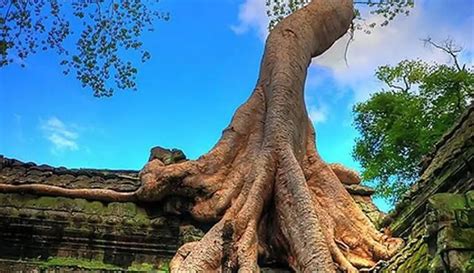 PoHoN maAulLid TERCANtik tapping rock mengaktifkan altar terpopuler minggu komen spesial image 1
