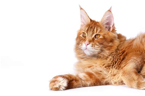 selebgGraAm CaNtIk BugiL cek kucing maine coon murah 397 nonton langsung enak lagu populer image 1