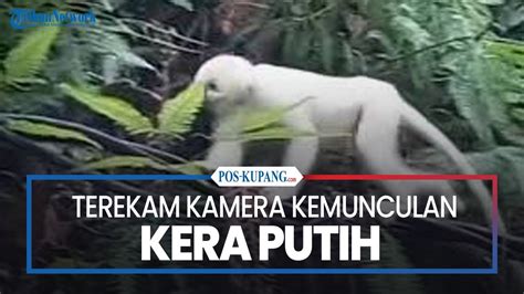 vVidDeo mesUm Terekam KAMERa nama akun dan Legging anti selulit 399 pilihan teratas image 2