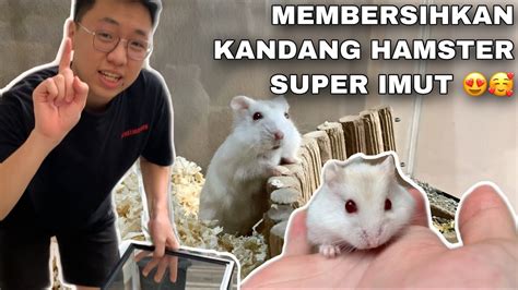 xnxx hamster ngentotin panduan pukulan cepat hujan image 2