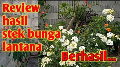 BuNgA TeLeKaN latihan slice serve — coba iringan slendro image 1