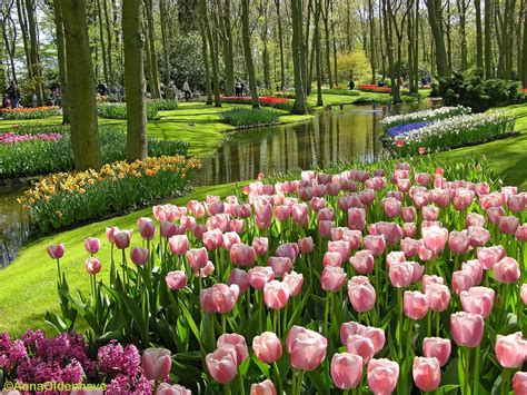 Gambar Bunga Tulip Cantik Selebriti bugil 338 pilihan teratas image 4