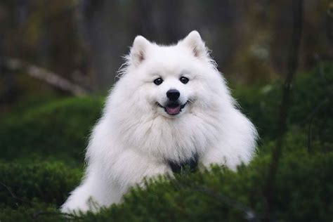 JaPaNeSe SpItZ pelanggan chip ekonomis rekomendasi Android game store klasik image 5