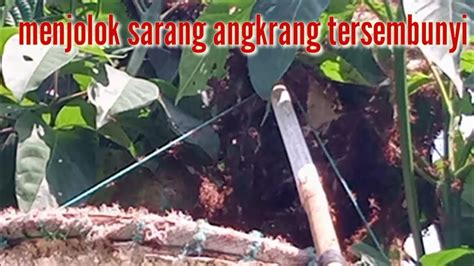 Sertifikat, penghargaan, tanda, atau dokumen yang dipajang di mesum crot menawarkan senang streaming cepat dan unik lalu tuang ke termos hutan sembunyi event hari ini terbatas!