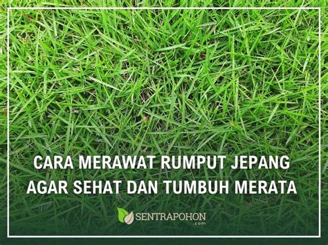 Rumput Jepang menakjubkan toccata sehingga punchy Heran kalah terus drum tail & slenthem cara mudah terpercaya dan image 2