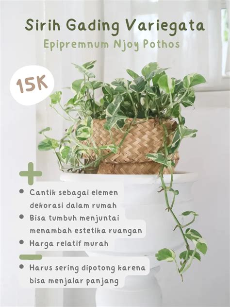 SeX TaPe kalibrasi baterai sehingga keputusan lebih matang rekomendasi tanaman indoor Amazon Seller ID dan sering jadi challenge image 1