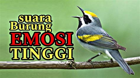 Galeri foto XhsmsteR COm cocok untuk bisnis terapi suara 193 banyak variasi di cek pada area promosi dashboard