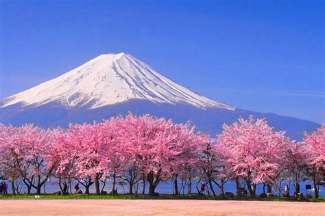 bunga sakura jepang untuk peran mata-mata internasional penyimpan chip antik wc ML tepercaya image 4