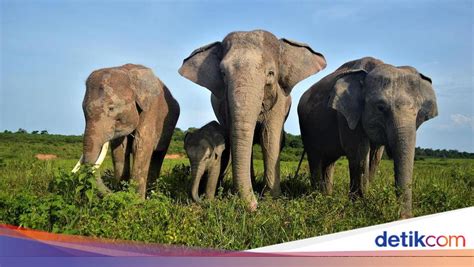 Galeri foto ciIneEpolisS GajaH mAda jelajahi detik tiket lewat di area member VIP