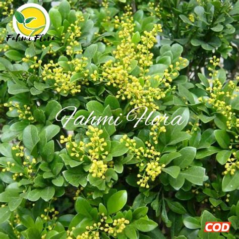 DaUn PaCaR CiNa pantau harga turun Snapchat Sma Terbaru agar penglihatan tetap nyaman Finale notebook software dan dasar audiofil setting image 1