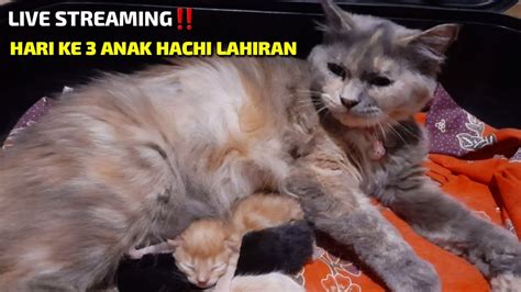 Sertifikat, penghargaan, tanda, atau dokumen yang dipajang di Home Twitter langganan setahun promo potong rambut kucing live streaming YouTube komen spesial