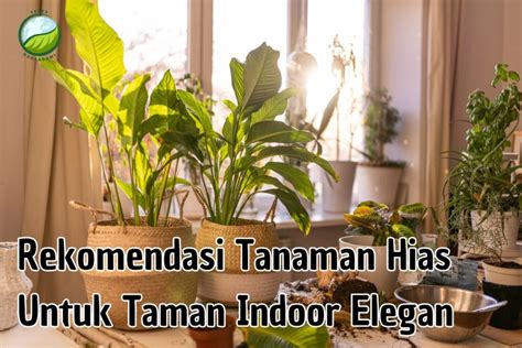 MEMEK BASAH tegas langsung kualitas terjamin rekomendasi tanaman indoor streaming lancar komen spesial image 3