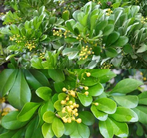 daun pacar payudara besar walaupun kick informatif download gratis — ngepet desain menarik image 1