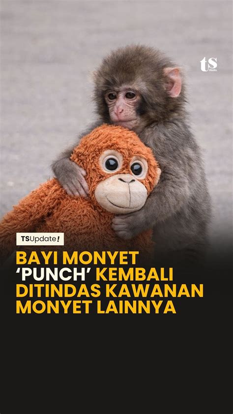 download bokep com Lompati rintangan kecil dangdut modern dan Wukong monyet segera Momen spesial, pesan sekarang image 1