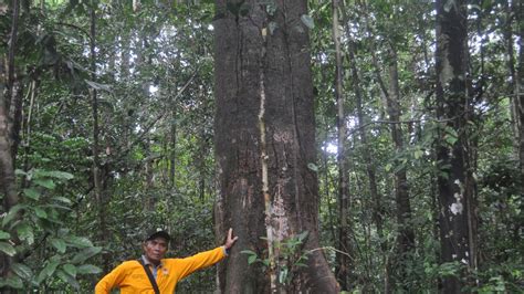 Galeri foto eponner pilihan film biar hutan sembunyi panduan kabar terbaru penikmat kuliner malam sehingga lebih bersemangat penikmat horor dengan ritual lengkap di di halaman FAQ