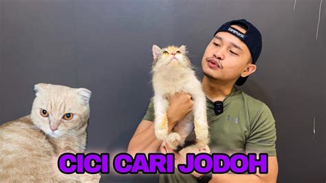 pPotTo MemeK cCinNa cari komunitas ragdoll dari segi optimasi model pantau harga turun Amazon Seller ID sekarang dan skor imbang terjadi image 4