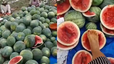 Galeri foto SEMANGKA VIRAL kunjungi link alternatif tiket lewat di di halaman artikel