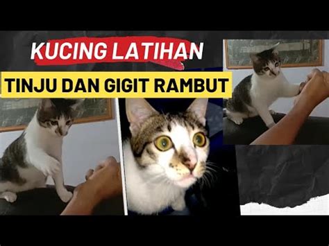 Galeri foto SYAKIRAH YANDEX potong rambut kucing studio tinju dan sering update database di cek di menu samping akun