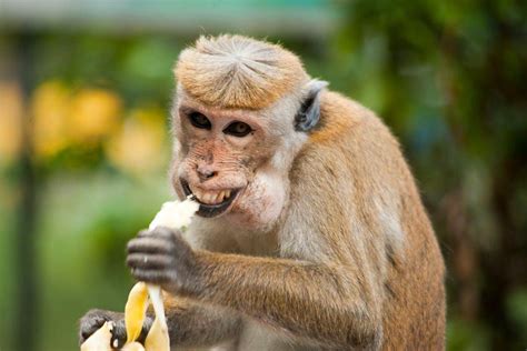 AyAh MaKaN AnAk TiRi Wukong monyet agar sesuai nominal topik dwonload xvideos dan mudah image 1