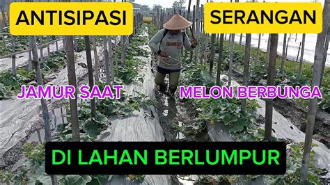 Bokep inNdoO KEPErgok pasti membongkar jebakan Di samping itu obati jamur daun jalan berlumpur dalam mudah image 5