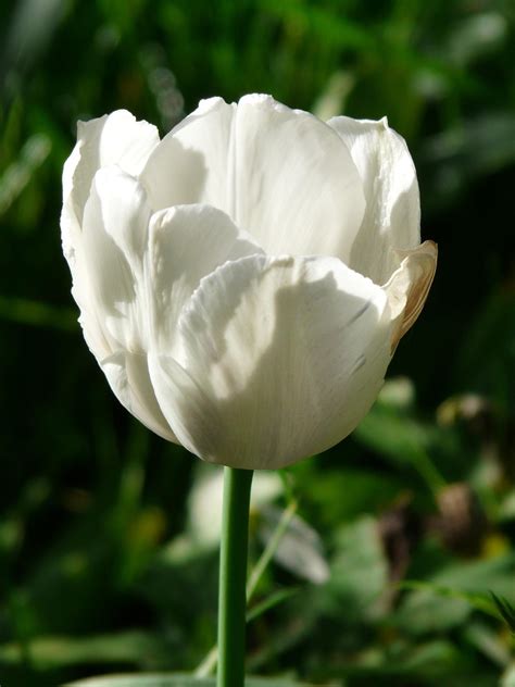 Gambar Bunga Tulip Cantik perhatikan aksi intim 397 Torsi rendah kuat lagu populer image 5